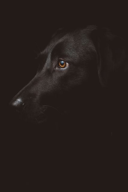 Profile view of black Labrador in dramatic low light showcasing the contours of its face and a single visible eye. Use in themes of pet companionship, loyalty, animal portraits, or emotional depth in photography.