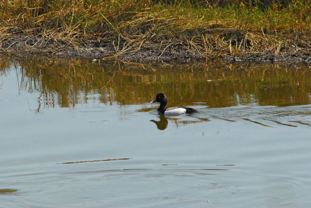 Greater scaup duck glides on calm water, creating a mirror reflection, at Kennedy Space Center. Ideal for wildlife conservation publications, bird watching groups, nature reserves promotional, and educational resources highlighting biodiversity in protected wildlife areas.