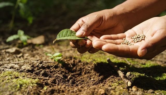 Planting seeds by hand in sunlit soil with green leaf for organic garden growth and care