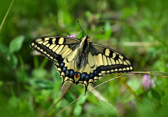 This image depicts a close-up view of a stunning Swallowtail butterfly with outstretched yellow and black wings resting on green grass. Ideal for nature enthusiasts, educational materials, wildlife documentaries, and conservation campaigns. Perfect for illustrating beauty and diversity in the insect world.