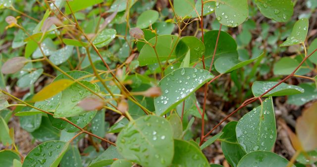 Dew drops adorn the vibrant green leaves of a plant, creating a fresh and serene atmosphere. Nature's delicate balance is showcased through the moisture that clings to the foliage, signaling a recent rain or morning dew.