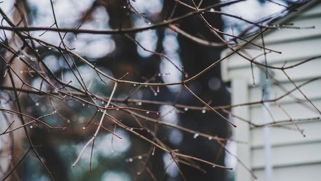 Close-up view of bare tree branches with raindrops, capturing the essence of a calm, rainy day. Useful for themes of nature, tranquility, and the beauty of simple moments. Suitable for posters, backgrounds, or nature blogs emphasizing serenity and natural beauty.