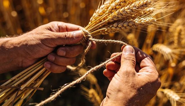 Farmer tying wheat sheaf with rustic twine, closeup of weathered hands in golden field