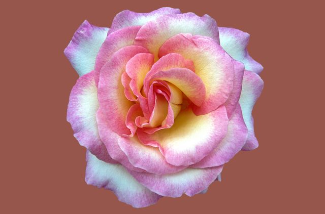 Pink and yellow rose flower in full bloom with intricately detailed petals. Perfect for use in greeting cards, floral designs, nature photography, gardening blog posts, and decorative art pieces.