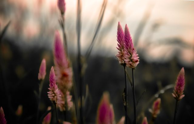 Close-up of Pink Wildflowers at Golden Hour - Download Free Stock Photos Pikwizard.com