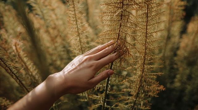 Hand touching sunlit fern fronds in meadow close-up tactile nature moment with golden light
