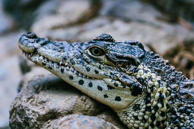 Photo captures close-up of a crocodile resting on rocks, showcasing detailed textures and fierce appearance. Ideal for wildlife magazines, educational materials, and nature documentaries.