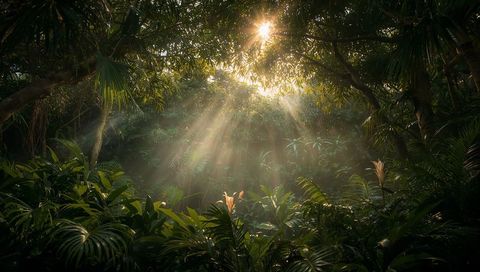 Sunbeams Through Lush Canopy in Tranquil Tropical Forest