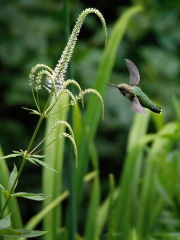 Hummingbird Hovering Near Delicate White Flowers