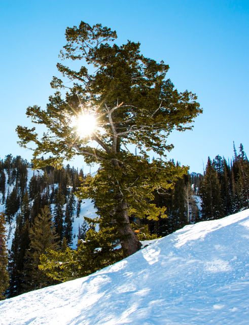 Sunlight shines through an evergreen tree on a snowy mountain slope with a clear blue sky. Perfect for promoting winter tourism, nature retreats, and products related to outdoor activities. Great for backgrounds, nature-themed posters, and environmental campaigns.