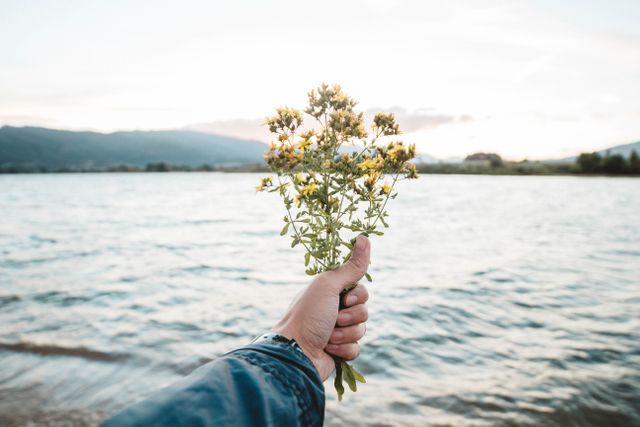 Hand Holding Wildflowers with Scenic Lake and Mountains at Sunrise - Download Free Stock Images Pikwizard.com