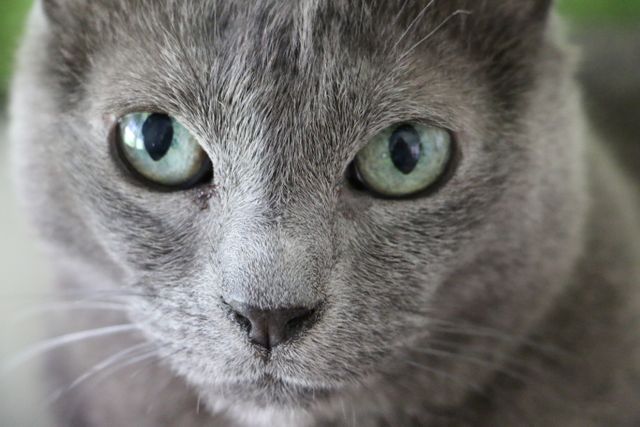 Close-up of Russian Blue Cat with Intense Green Eyes - Download Free Stock Photos Pikwizard.com