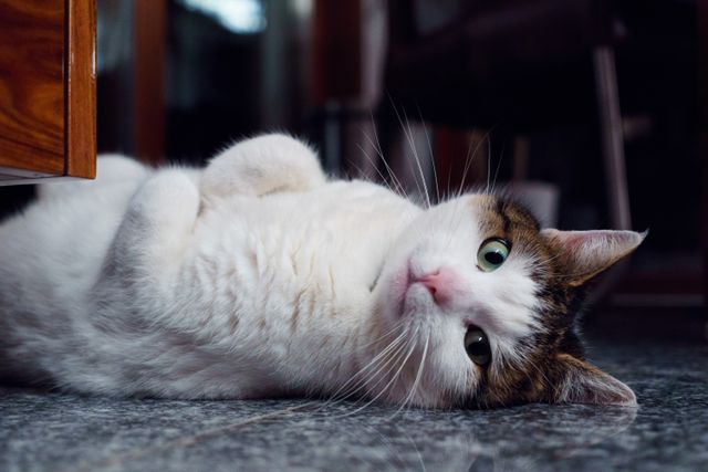 Cat is lying on its back with a curious and playful expression, indoors on the floor, providing a perfect depiction of pet's relaxed and curious nature. Useful for content related to pets, animals, care, home life, and relaxation.