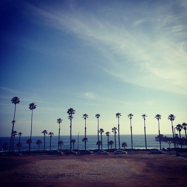 Scenic Beach Lined with Palm Trees at Sunset - Download Free Stock Images Pikwizard.com