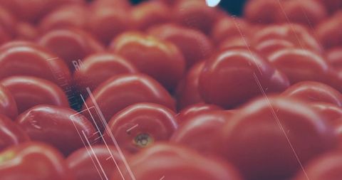 Close-Up of Fresh Ripe Red Tomatoes on Display with Water Droplets