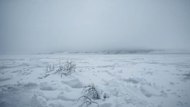 Windswept Arctic Tundra with Snowdrifts and Low Branches Emerging from Frozen Plain