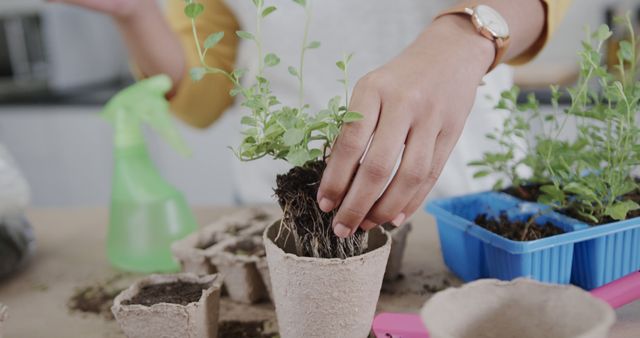 A pair of hands carefully planting seedlings in biodegradable pots with a spray bottle and other gardening tools nearby indoors. This visual is perfect for topics related to sustainable living, gardening, eco-friendly practices, and organic gardening tutorials.