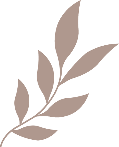 Minimalist botanical branch with oval leaves on transparent background