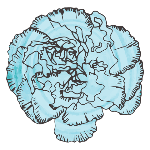 transparent blue flower sketch with detailed petals - Download Free Stock Videos Pikwizard.com