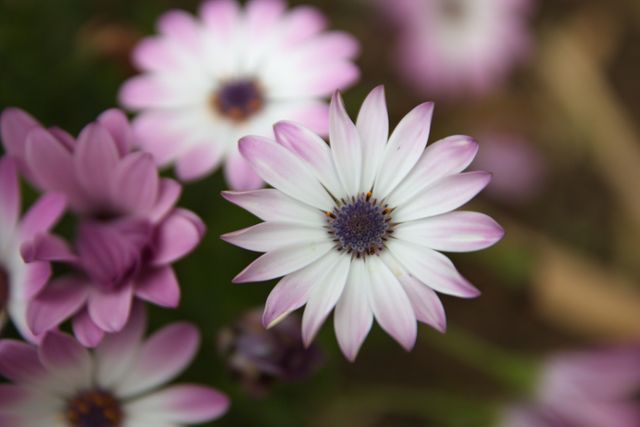 Lavender and white daisies blooming in a garden. Ideal for use in spring and nature-themed projects, floral design inspirations, garden blogs, or tranquility and zen-related content.