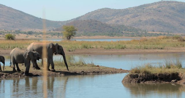 Image of a group of African elephants, including adults and a baby, drinking water at a lakeside with mountains in the background. Ideal for use in materials related to wildlife conservation, nature documentaries, educational content, and travel promotions focusing on safari experiences and African landscapes.