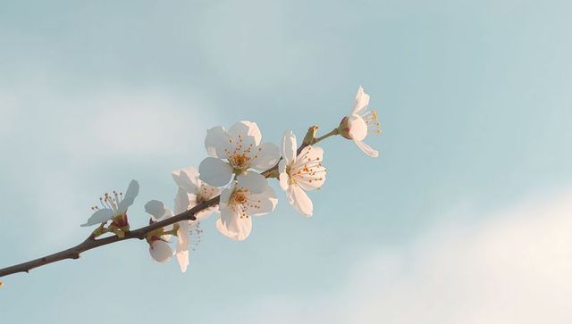 Delicate cherry blossom branch blooming against pastel blue sky, minimal spring floral