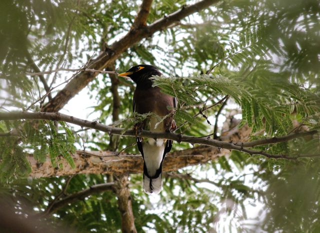 Common myna bird perched on a tree branch, surrounded by green leaves. Ideal for nature, wildlife, and outdoor themes in photography, publishing, and educational material. The image captures the bird's vibrant colors and natural habitat.