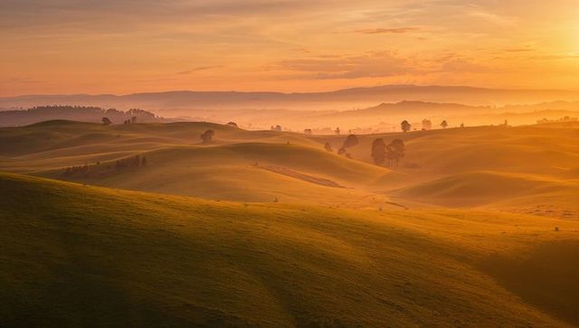 Rolling grassy hills glowing in golden sunrise mist with solitary trees and layered ridges