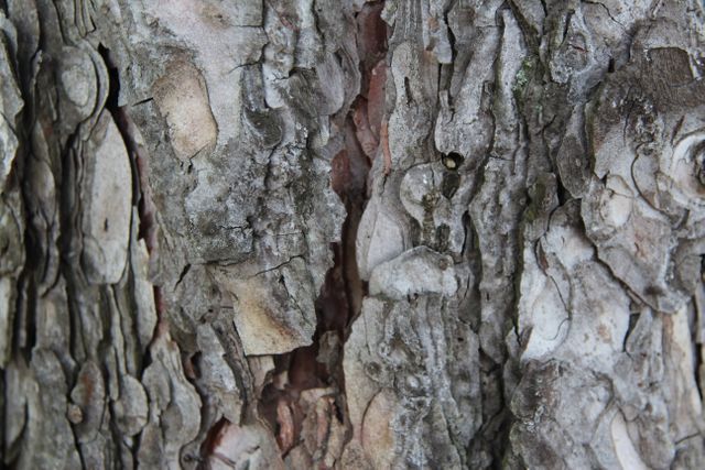 Capturing the intricate details of rugged tree bark. Perfect for use in natural-themed content, environmental awareness projects, forestry resources, and wood texture background designs.
