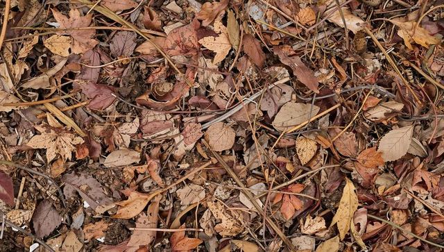 Autumn leaves covering forest floor with twigs and rich natural texture