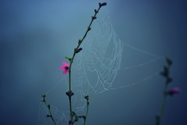 Dew-covered spider web shimmering on plant branch with single pink flower in foggy morning light. Perfect for illustrating nature's beauty, tranquility, morning dew, or intricate details. Ideal for blogs, calendar images, wallpapers, or nature-themed articles.