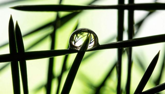 Macro water droplet magnifying conifer needle reflections, backlit green bokeh, minimal abstract