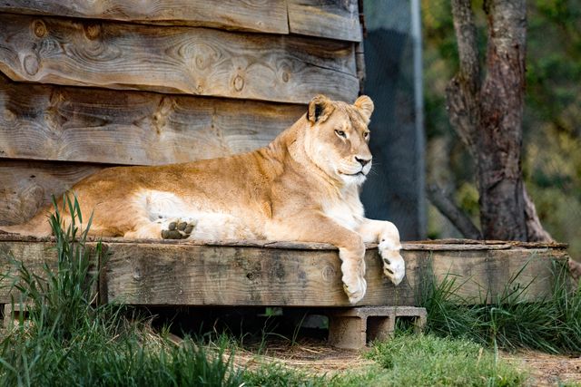 Lioness resting on wooden platform in forest. Ideal for use in wildlife conservation campaigns, educational materials about big cats, or nature-themed artwork. Can be used by bloggers writing about wildlife, nature enthusiasts focusing on big cats, or websites promoting safari experiences.