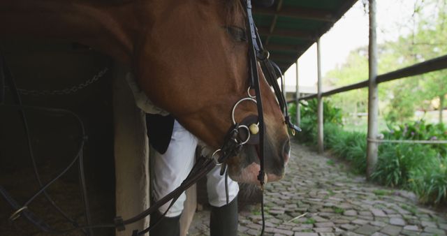 Horse in stable with bridle outside rustic building - Download Free Stock Images Pikwizard.com