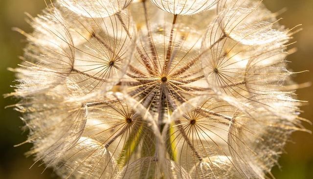 Glowing dandelion seed head revealing delicate filaments and radial rays in golden backlight