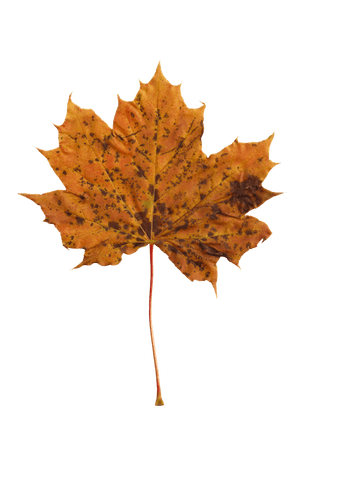 transparent autumn maple leaf illustration on white background - Download Free Stock Videos Pikwizard.com