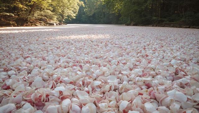 Floating pale pink and white rose petals covering river surface under woodland canopy