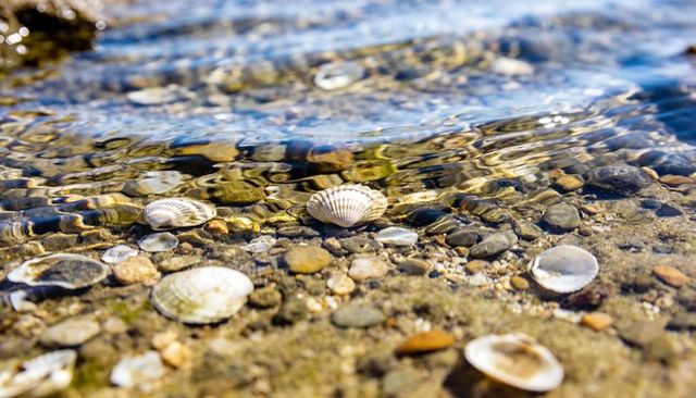 Shimmering sunlight over shallow shore with ridged shells and pebbles