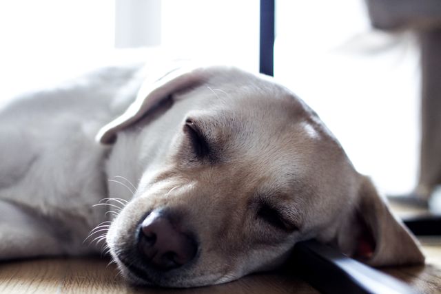 Golden Labrador resting on a wooden floor with eyes closed. Ideal for themes related to pet care, domestic tranquility, animal behavior, and cozy home living.