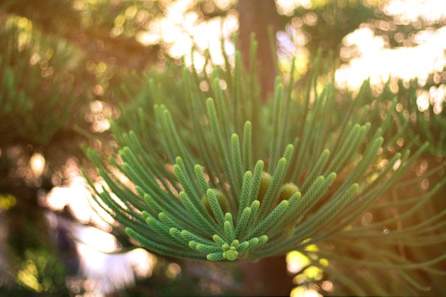 Sunlight Shining on Lush Pine Needles in Forest - Download Free Stock Photos Pikwizard.com