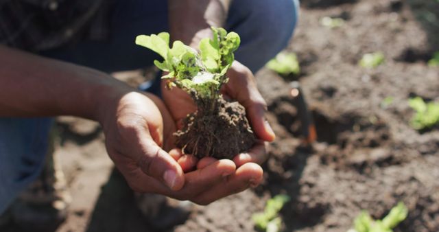 Hands Holding Young Plant in Garden Soil - Download Free Stock Images Pikwizard.com