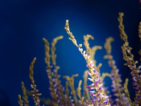 Lavender Blossoms Against Deep Blue Background