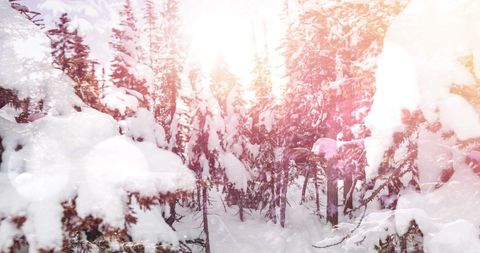 Enchanting Winter Sunshine Beyond Snow-Covered Trees - Download Free Stock Images Pikwizard.com