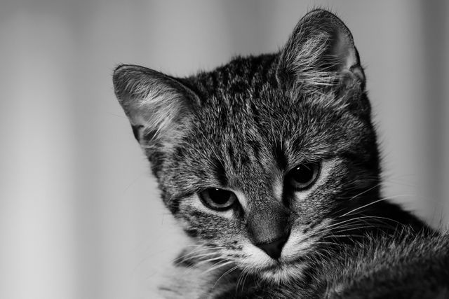 Close-Up of Thoughtful Tabby Cat in Black and White - Download Free Stock Photos Pikwizard.com