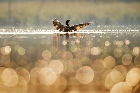 Cormorant stretching wings over golden lake with sparkling bokeh at sunrise