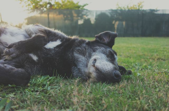 This serene image features an elderly dog comfortably sleeping on a grassy field. Suitable for use in content focused on pets, elderly animals, relaxation, veterinary care, pet adoption appeals, and peaceful nature scenes. It evokes feelings of tranquility, companionship, and the peacefulness of old age.