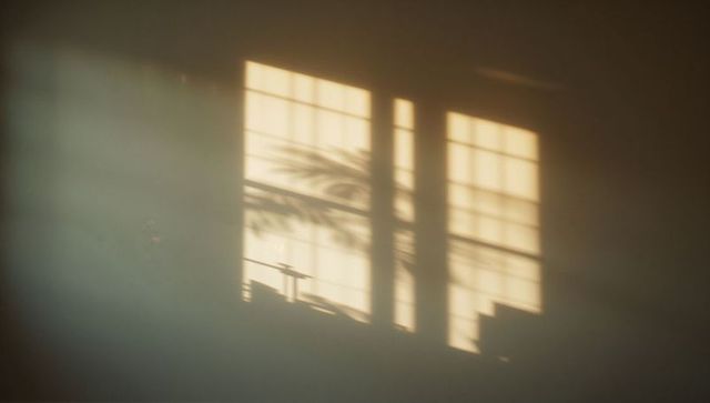 Sunlight casting grid window shadow and palm frond silhouette across warm interior wall