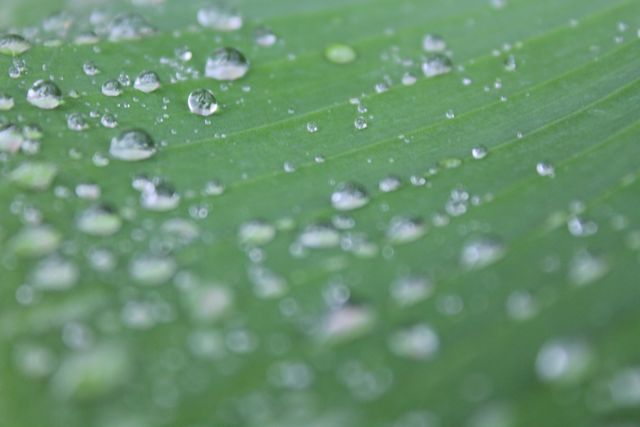 Water droplets scattered on a green leaf, taken after a fresh rainfall. This image emphasizes the purity and freshness of nature. Ideal for use in environmental campaigns, gardening websites, and fresh produce promotions.