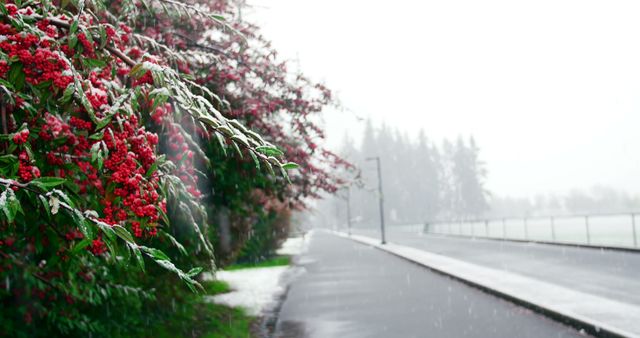 Snow-covered road with a red berry bush on a winter day. Snowflakes falling, creating a serene and quiet atmosphere. Ideal for winter-themed blogs, seasonal greeting cards, nature photography collections, and urban outdoor scene illustrations.