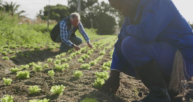 Farmers Harvesting Lettuce on Sunny Day in Vegetable Field - Download Free Stock Images Pikwizard.com